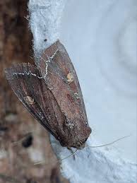 Attēlu rezultāti vaicājumam “Lacanobia oleracea”