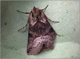 Attēlu rezultāti vaicājumam “Abrostola tripartita”