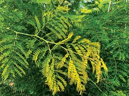 Attēlu rezultāti vaicājumam “Gleditsia triacanthos leaf”