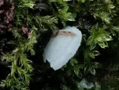 Attēlu rezultāti vaicājumam “Rimbachia neckerae”