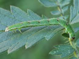 Attēlu rezultāti vaicājumam “Mesoleuca albicillata”