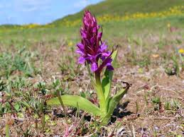 Attēlu rezultāti vaicājumam “Dactylorhiza incarnata flower”