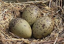 Attēlu rezultāti vaicājumam “Larus argentatus eggs”