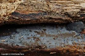 Attēlu rezultāti vaicājumam “Basidiodendron”