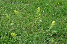 Attēlu rezultāti vaicājumam “Rhinanthus serotinus”