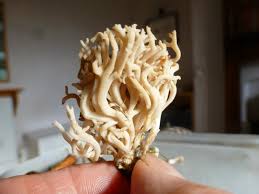 Attēlu rezultāti vaicājumam “Clavulinopsis cinerioides”