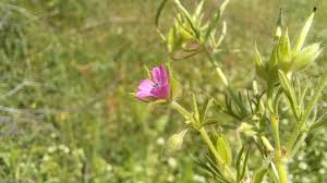 Attēlu rezultāti vaicājumam “Geranium dissectum fruit”
