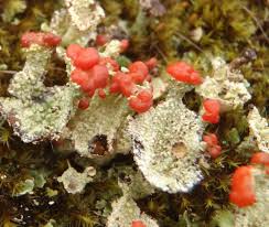 Attēlu rezultāti vaicājumam “Cladonia coccifera”