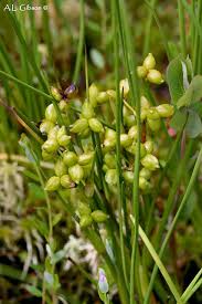Attēlu rezultāti vaicājumam “Scheuchzeria palustris”