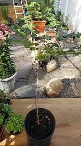 Attēlu rezultāti vaicājumam “Gymnocladus dioicus bud”