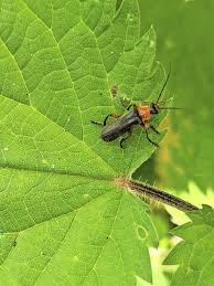 Attēlu rezultāti vaicājumam “Cantharis nigricans”