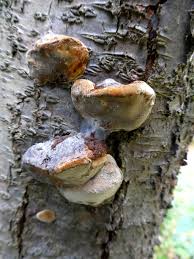 Attēlu rezultāti vaicājumam “Phellinus pomaceus”