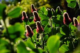 Image result for Trifolium incarnatum