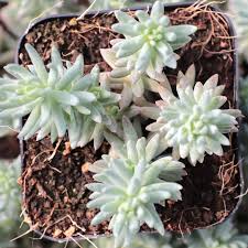 Attēlu rezultāti vaicājumam “Sedum rupestre leaf”