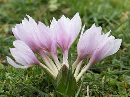 Attēlu rezultāti vaicājumam “Colchicum szovitsii subsp. szovitsii flower”