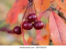 Attēlu rezultāti vaicājumam “Malus baccata fruit”