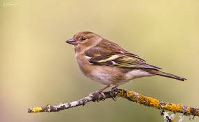 Attēlu rezultāti vaicājumam “Fringilla coelebs female”
