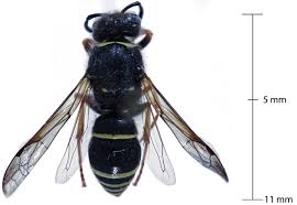 Attēlu rezultāti vaicājumam “Ancistrocerus sp.”