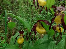 Attēlu rezultāti vaicājumam “Cypripedium calceolus”
