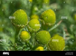 Attēlu rezultāti vaicājumam “Matricaria discoidea flower”