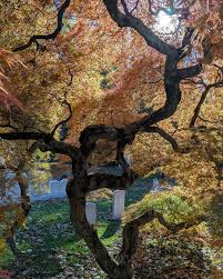 Attēlu rezultāti vaicājumam “Exochorda giraldii var. wilsonii”
