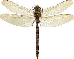 Attēlu rezultāti vaicājumam “Aeshna grandis”