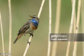 Attēlu rezultāti vaicājumam “Luscinia svecica”