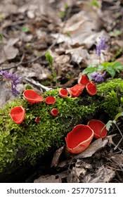 Attēlu rezultāti vaicājumam “Sarcoscypha austriaca”