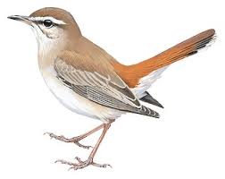 Image result for Cercotrichas galactotes