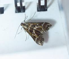 Attēlu rezultāti vaicājumam “Diasemia reticularis”