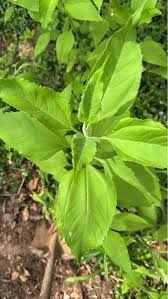 Attēlu rezultāti vaicājumam “Helianthus tuberosus leaf”