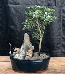 Image result for parthenocissus bonsai