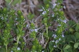 Attēlu rezultāti vaicājumam “Veronica serpyllifolia bud”