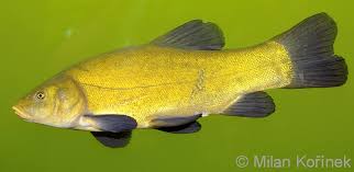 Image result for Tinca tinca