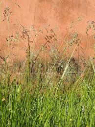 Attēlu rezultāti vaicājumam “Poa remota bud”