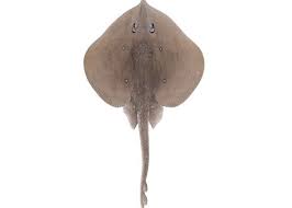 Image result for Leucoraja