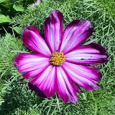 Image result for Cosmos bipinnatus