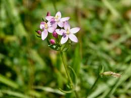 Attēlu rezultāti vaicājumam “Centaurium erythraea”
