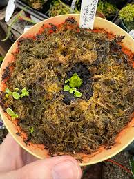 Attēlu rezultāti vaicājumam “Pinguicula vulgaris fruit”