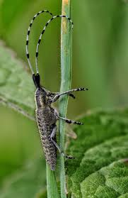 Attēlu rezultāti vaicājumam “Agapanthia villosoviridescens”