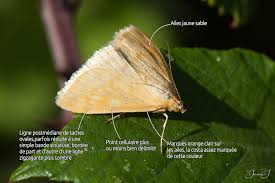 Attēlu rezultāti vaicājumam “Sitochroa verticalis”