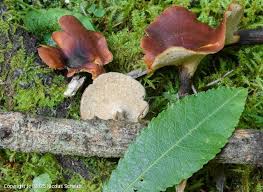 Attēlu rezultāti vaicājumam “Polyporus tubaeformis”