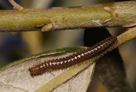 Attēlu rezultāti vaicājumam “Craspedosoma rawlinsi”