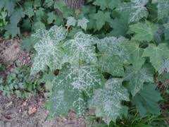 Attēlu rezultāti vaicājumam “Sawadaea tulasnei”