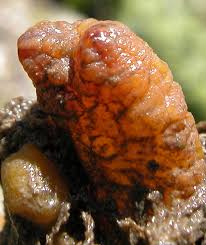 Attēlu rezultāti vaicājumam “Scardia boletella exuvia”