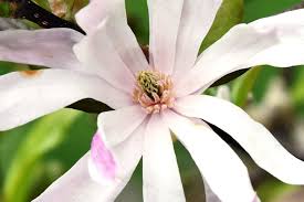 Attēlu rezultāti vaicājumam “Magnolia x loebneri flower”