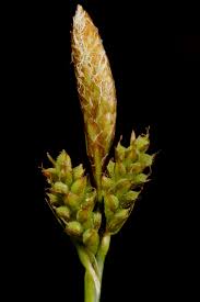 Attēlu rezultāti vaicājumam “Carex appropinquata fruit”