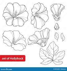 Attēlu rezultāti vaicājumam “Alcea rosea bud”