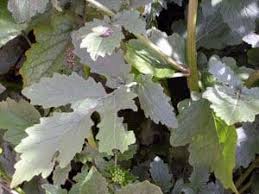 Attēlu rezultāti vaicājumam “Sinapis alba leaf”