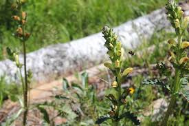 Attēlu rezultāti vaicājumam “Pedicularis sceptrum-carolinum leaf”